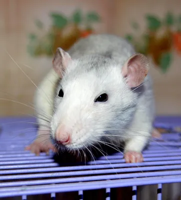 Какие бывают домашние крысы, как за ними ухаживать и чем кормить