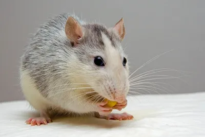 File:Fancy rat husky.jpg - Wikimedia Commons