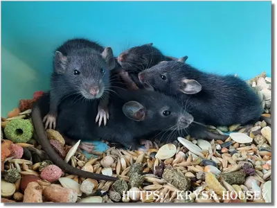 Крыса , крысы домбо | Хаски, Черно-белое, Крыса
