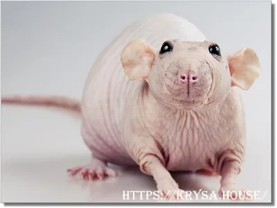 Некрасива, но чертовски мила - лысая крыса | PetZona - канал о животных |  Дзен