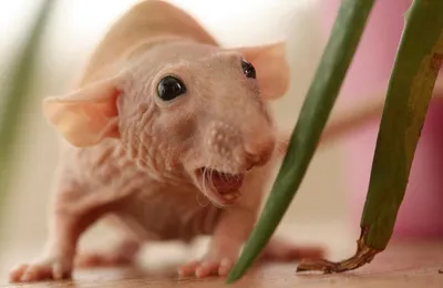Некрасива, но чертовски мила - лысая крыса | PetZona - канал о животных |  Дзен