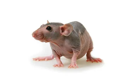 Лысая крыса сфинкса стоковое фото. изображение насчитывающей грызун -  166414706