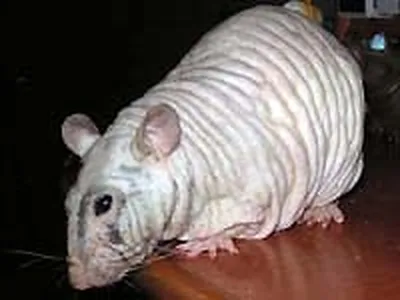 Лысая крыса, без шерсти» — создано в Шедевруме