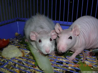 Белая лысая крыса сфинкс без шерсти…» — создано в Шедевруме