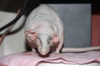 Лысая крыса моет, изолированные на белом | Премиум Фото