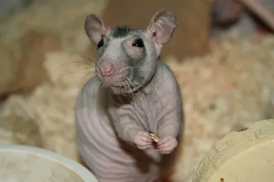 PetsPoint - Бесшерстная крыса (Голая крыса, лысая крыса,... | Facebook