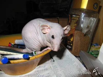 Лысая крыса» — создано в Шедевруме