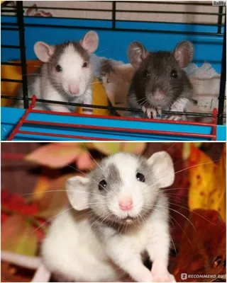 крыса-сфинкс | Pet rats, Hairless rat, Cute rats