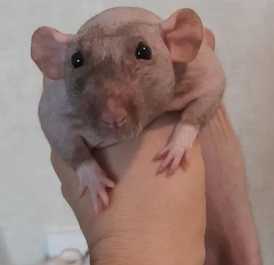 Крыса сфинкс - мой домашний любимец. - YouTube
