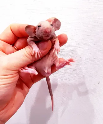 Hairlessrat голые крысы сфинкс (@fancy.hairlessrat) • Фото и видео в  Instagram | Крыса, Сфинкс, Кот