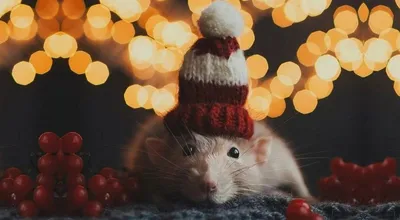 Крыса новогодняя фото фото