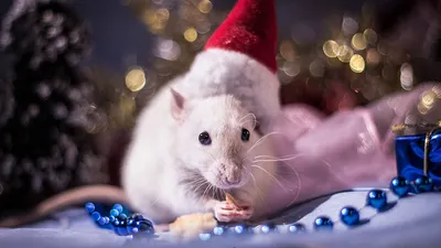 Мои новогодние крыски :з | Пикабу