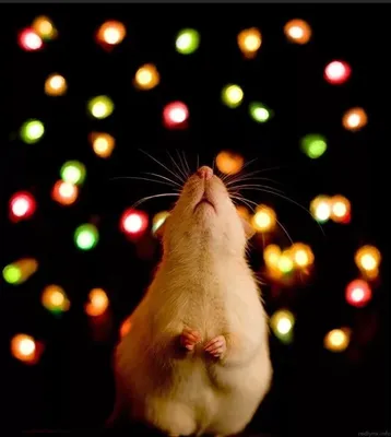 Не по вкусу крысе: какие блюда не стоит подавать на новогодний стол -  31.12.2019, Sputnik Южная Осетия