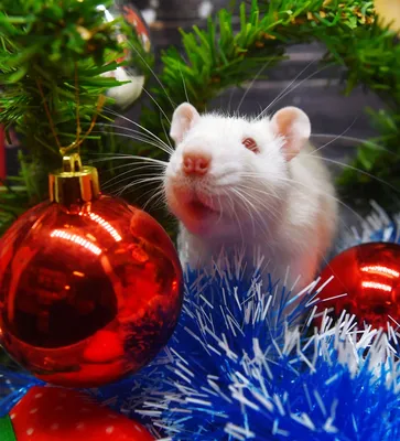 Новогодняя Крыса: картинки на год Крысы 2020 | Хорьки, Милые детеныши  животных, Детеныши животных