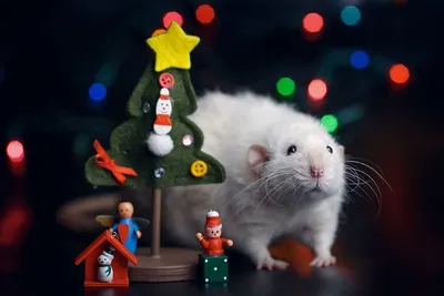 Новогодняя Крыса: картинки на год Крысы 2020
