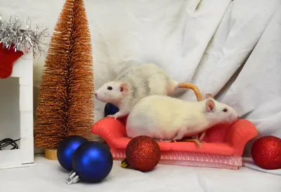 Милая крыса в новогодней шапке» — создано в Шедевруме