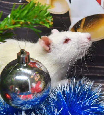 Новогодняя крыса и искусственная серая мышь | Премиум Фото