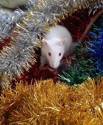 Что нужно одеть на Новый Год, чтобы крыса не обиделась? | Жизненные истории  | Дзен