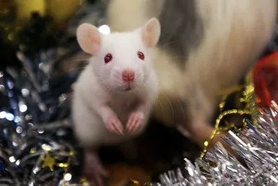 Мышка Крыса новогодняя игрушка синяя символ 2020 года | Символы, Крыса,  Игрушки