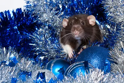 Китайская новогодняя крыса с праздничными украшениями | Премиум Фото