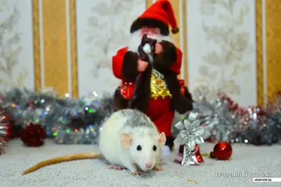 Очаровательный Декоративная крыса Дюмбо с лиловым фоном Ветви с ели,  новогодние игрушки Год крысы Китайский Новый год Стоковое Фото -  изображение насчитывающей сирень, хруст: 158784752