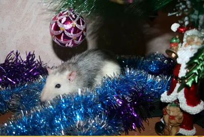 Купить Белая крыса, новогодняя игрушка | Skrami.ru