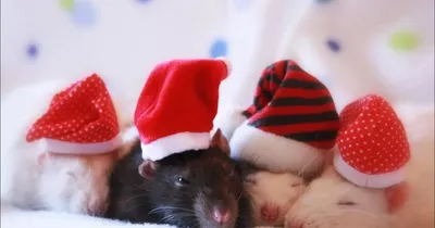 Крысы в новогодних кепках стоковое изображение. изображение насчитывающей  группа - 160126049