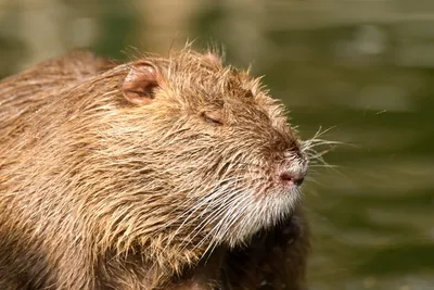 Нутрия, нутрии Myocastor, также известные как крыса или Nutria реки  Стоковое Изображение - изображение насчитывающей пруд, естественно:  166456659