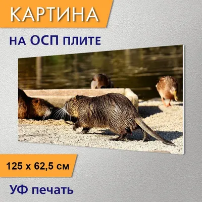 Нутрия, нутрии Myocastor, также известные как крыса или Nutria реки  Стоковое Изображение - изображение насчитывающей портрет, взорвать:  166456611