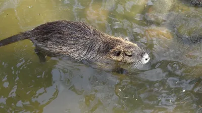 Нутрия, нутрии Myocastor, также известные как крыса или Nutria реки  Стоковое Изображение - изображение насчитывающей грызун, млекопитающее:  154145597