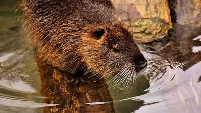 Камчатка фото: Нутрия — Myocastoridae - Фауна полуострова Камчатка -  Петропавловск-Камчатский, Камчатка фотография