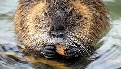 ЗооДом - Нутрия (Myocastor coypus Mollina) — полуводный грызун, обитающий в  естественных условиях в субтропических странах Южной Америки. Большую часть  времени эти животные проводят в воде, отлично плавают и ныряют, находясь под