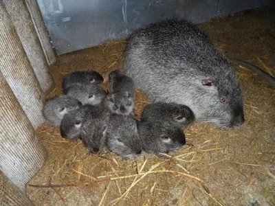 Нутрия, нутрии Myocastor, также известные как крыса или Nutria реки  Стоковое Изображение - изображение насчитывающей нутрия, озеро: 148206923