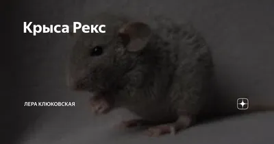 Крысы для дома. 🐁 | Мир и животные | Дзен