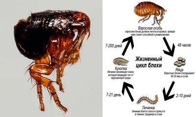 Осторожно блохи. В чем опасность кровососов для человека?