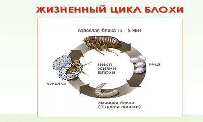 Вши, блохи, власоеды: в чем разница, как распознать и как лечить | Статья  АВЗ