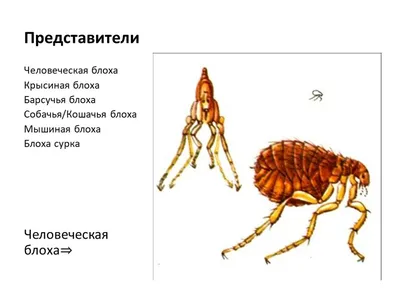 Советы экспертов по всем видам животных | DINO ZOO Pasaule