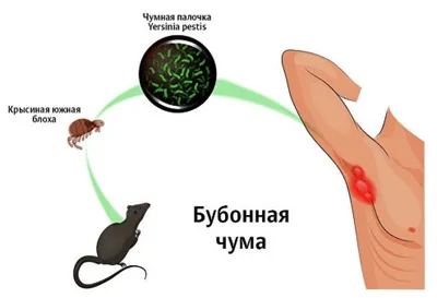 Инсектицид Фас-Дубль 2, от муравьев, клещей, клопов, блох, порошок, 125 г в  Белгороде: цены, фото, отзывы - купить в интернет-магазине Порядок.ру