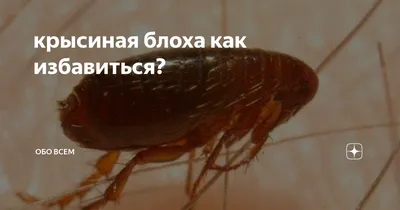 Крысиная южная блоха (лат. Xenopsylla cheopis) – Интересные животные