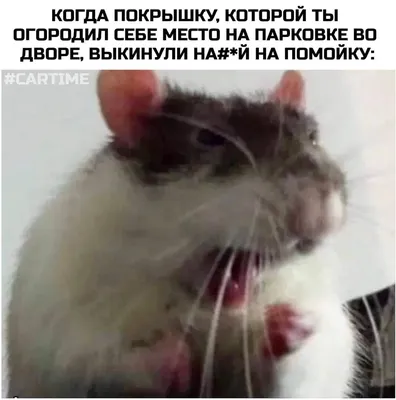 Крыса с рыбой в интернет-магазине Ярмарка Мастеров по цене 8000 ₽ – QZ2M6BY  | Прикольные подарки, Оренбург - доставка по России