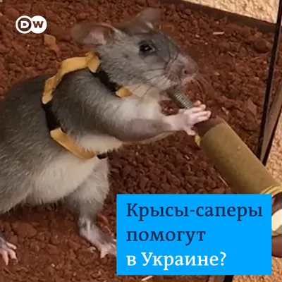 DW на русском on X: \"Эти милые крысы спасают жизни людей. Они находят мины  там, где техника может ошибиться. Бельгийская компания, которая занимается  их дрессировкой, не исключает, что крыс-саперов можно будет использовать