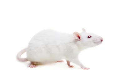 Домашние крысы - породы, описание, фото, уход и содержание в домашних  условиях