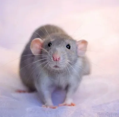 Крыса дамбо - «Крыса породы \"Дамбо\". Животное которое действительно стоит  завести» | отзывы