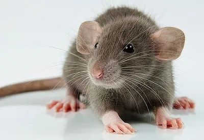 Какие породы крыс есть на нашей планете | Интересные интересности (ИИ) |  Дзен