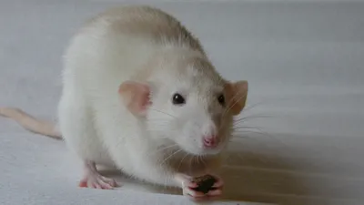 Куплю ручную крысу: Договорная ᐈ Крысы | Джалал-Абад | 57530602 ➤ lalafo.kg