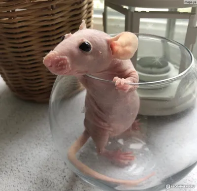 Декоративные крысы - умные, милые и совсем не страшные | MasterZoo