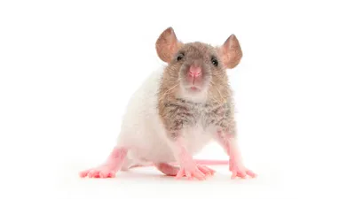 Крыса породы \"Дамбо\" – купить в Ставрополе, бесплатно, продано 28 февраля  2021 – Грызуны