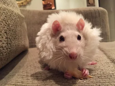 КРЫСА ДАМБО 🐀, возраст 2 месяца - крыса Ириска - YouTube