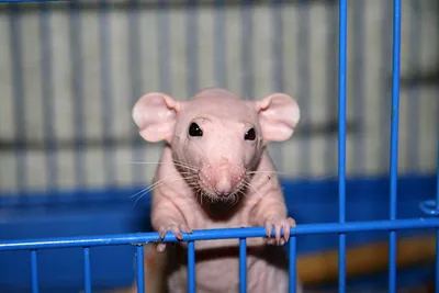 Голая (сфинкс) крыса