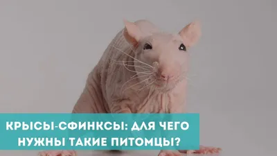 Крыса сфинкс, лысенькие крысята разного окраса: 450 грн. - Гризуни Київ на  Olx